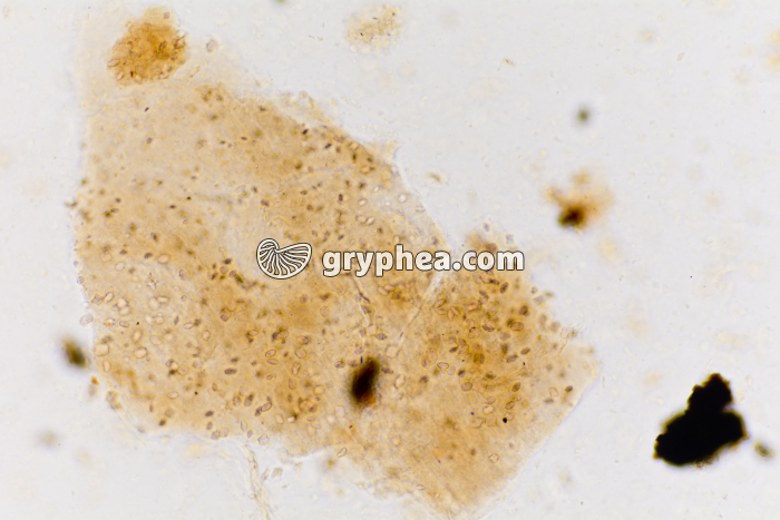 Lignite x40 - gryphea.org